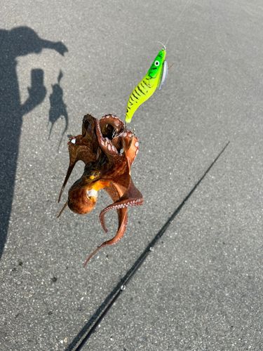 タコの釣果