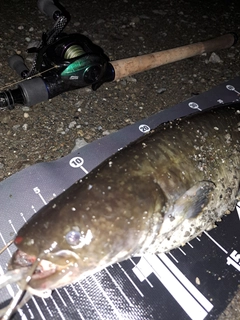 ナマズの釣果