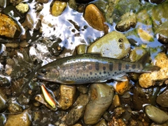ヤマメの釣果