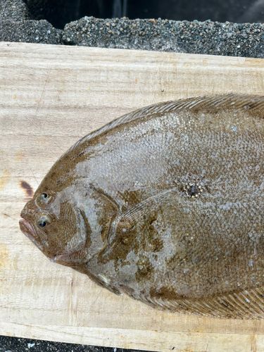 ガンゾウビラメの釣果