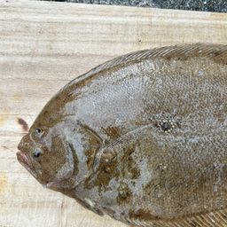 ガンゾウビラメ