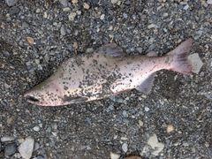 カラフトマスの釣果