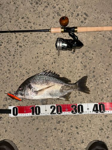 チヌの釣果