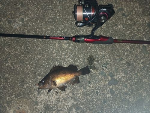 メバルの釣果