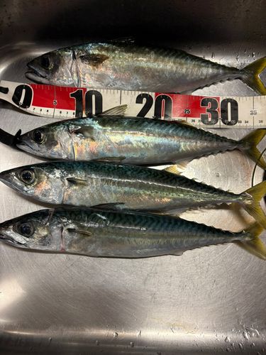 サバの釣果