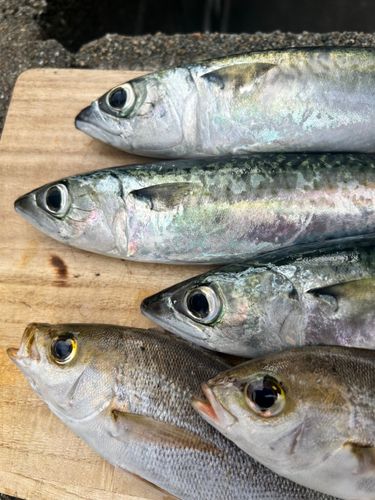 サバの釣果