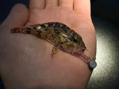 ガシラの釣果