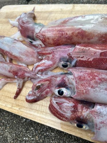 ヤリイカの釣果