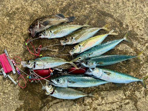 アジの釣果