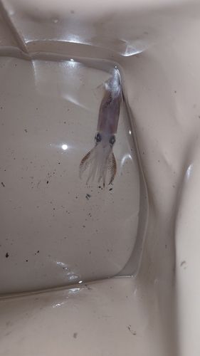 ヒイカの釣果