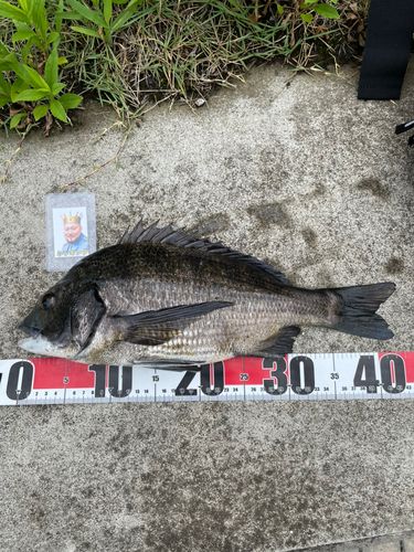 クロダイの釣果