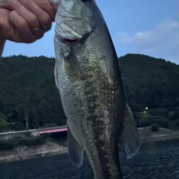 ブラックバス