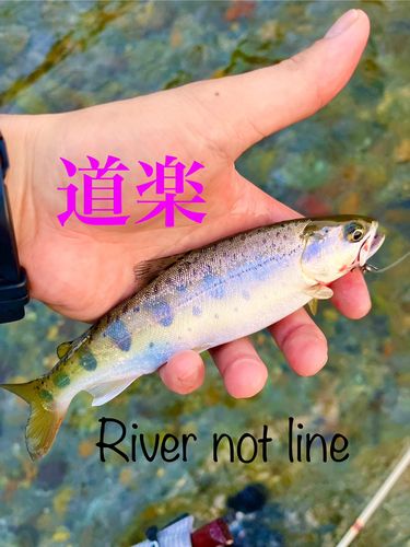 ヤマメの釣果