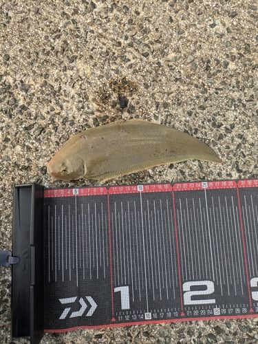 シタビラメの釣果