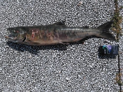 アキアジの釣果