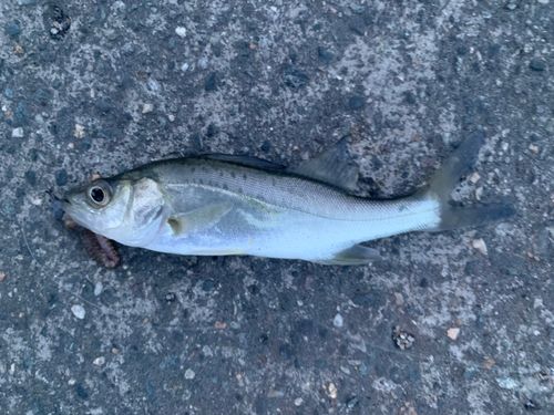 セイゴ（タイリクスズキ）の釣果