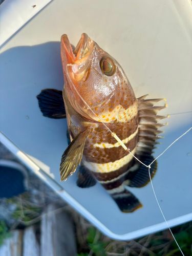 アオハタの釣果