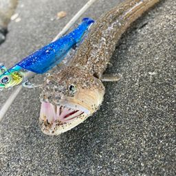 エソ