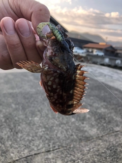 カサゴの釣果