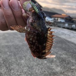 カサゴ