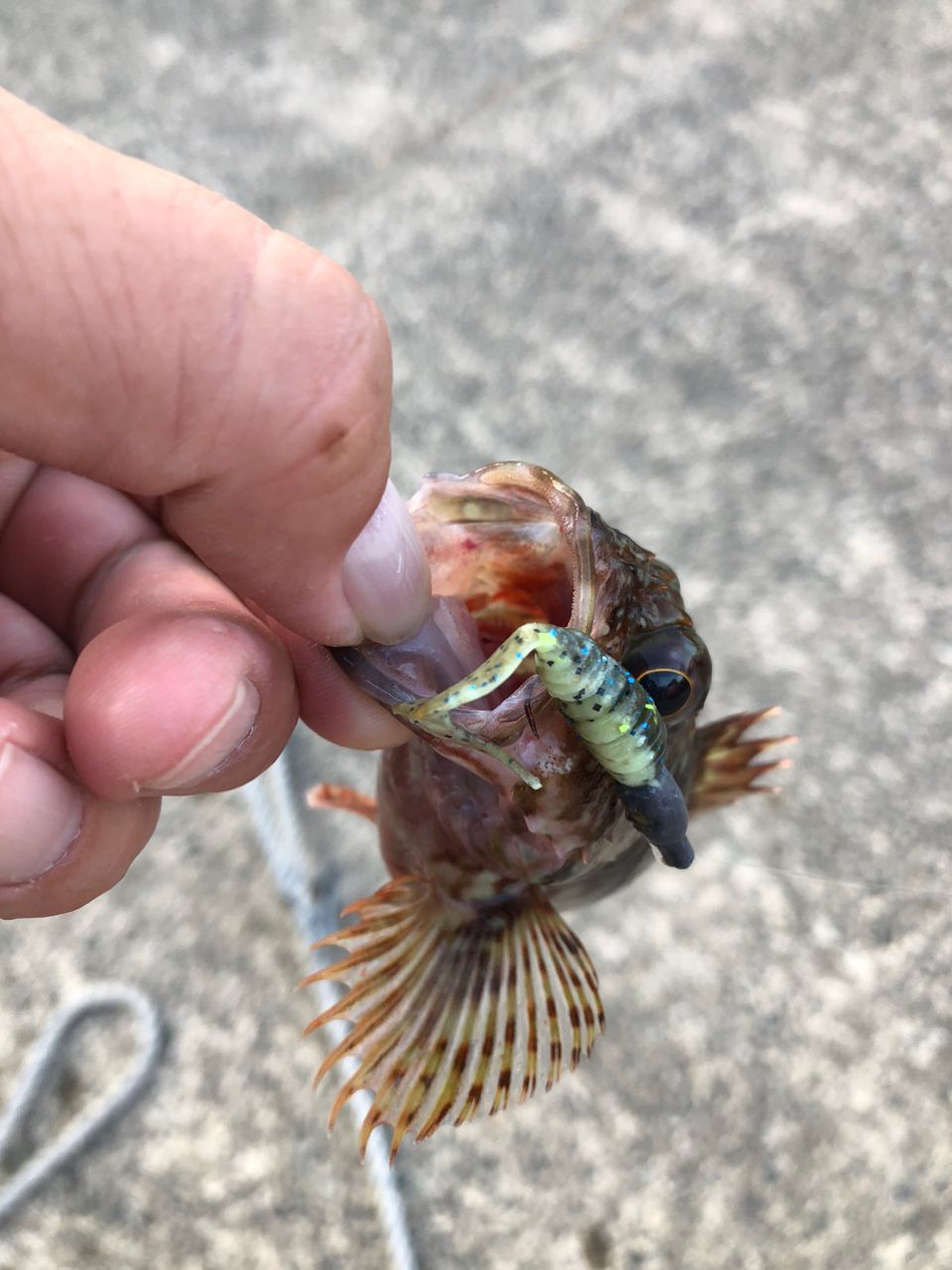 カサゴ