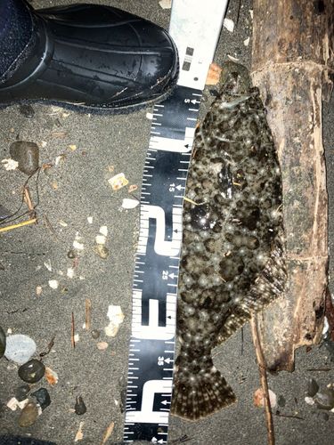 ヒラメの釣果