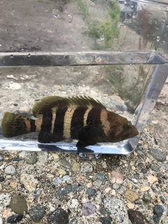 アオハタの釣果
