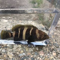 アオハタ