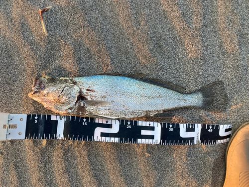 ニベの釣果