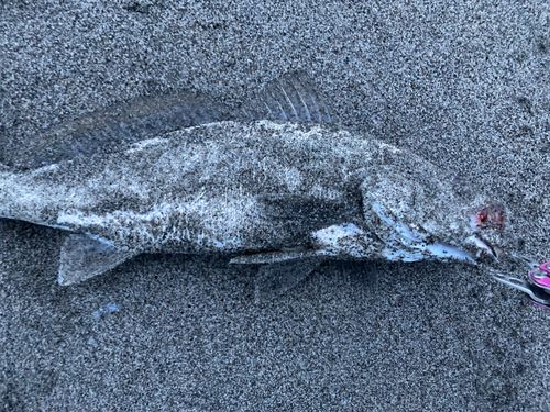 ニベの釣果