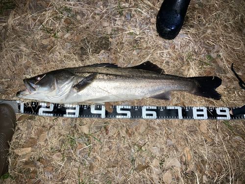 スズキの釣果
