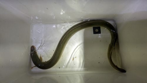 ウナギの釣果