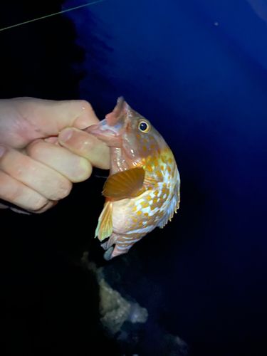アコウの釣果