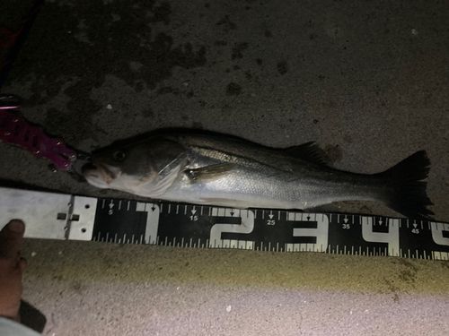 セイゴ（ヒラスズキ）の釣果