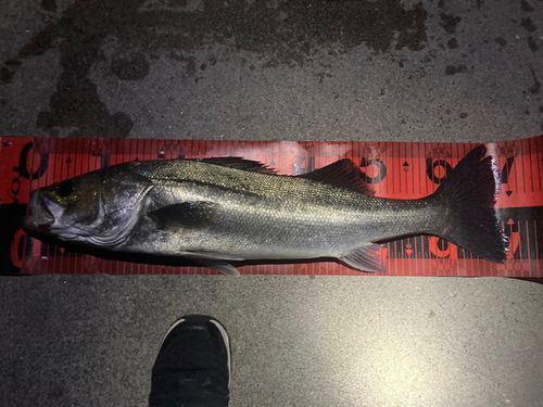 セイゴ（ヒラスズキ）の釣果