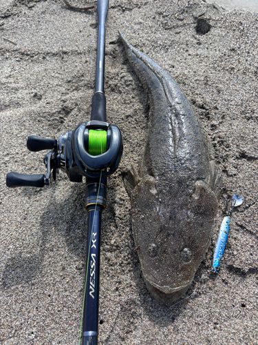 マゴチの釣果