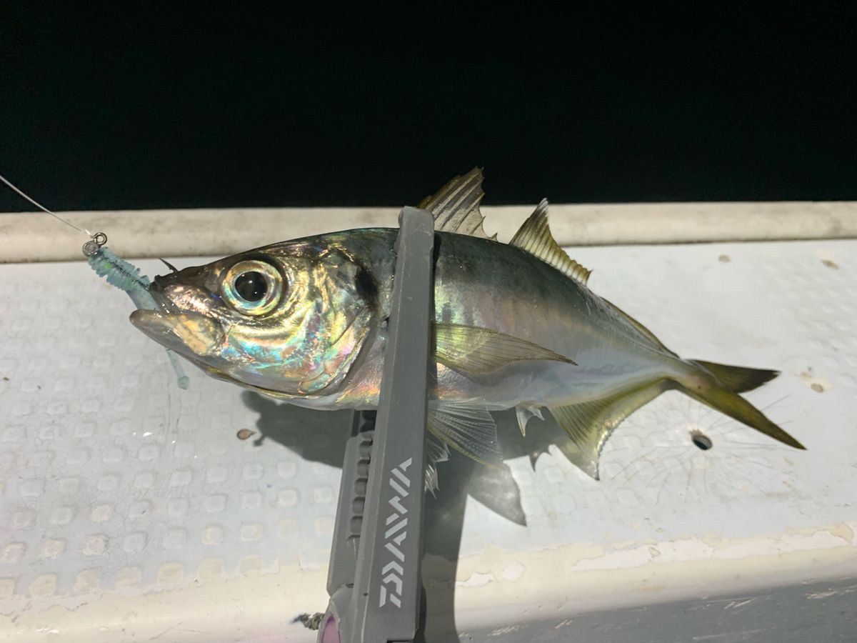 めしてろさんの釣果 2枚目の画像