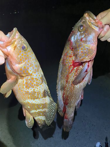 アコウの釣果