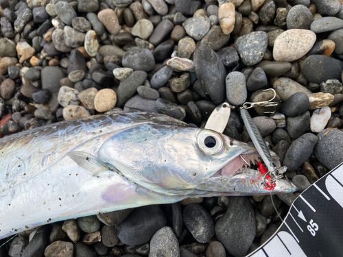 タチウオの釣果