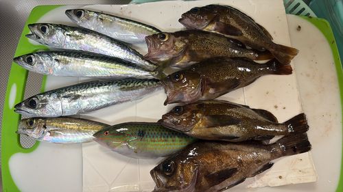 シロメバルの釣果