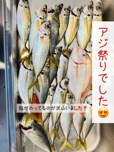 マアジの釣果
