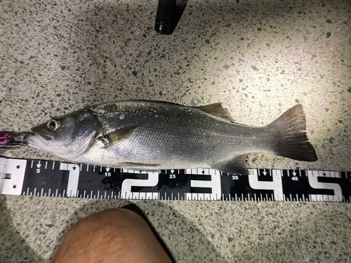 セイゴ（マルスズキ）の釣果