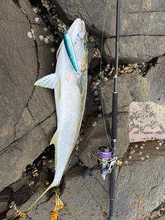 ヒラマサの釣果