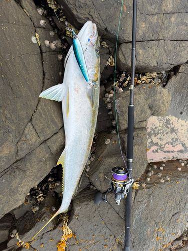 ヒラマサの釣果