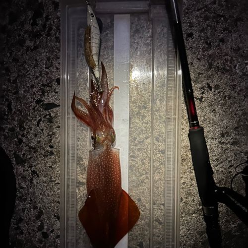 ケンサキイカの釣果