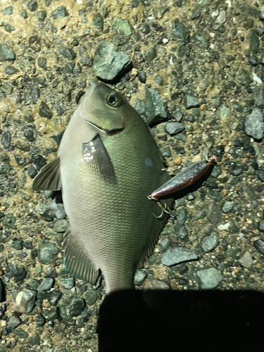 メジナの釣果