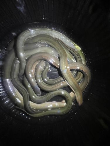 ニホンウナギの釣果