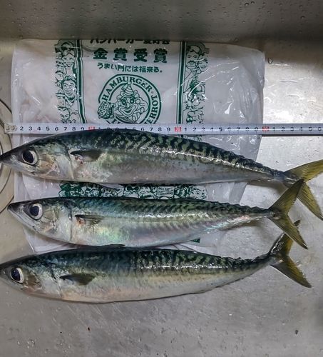 サバの釣果