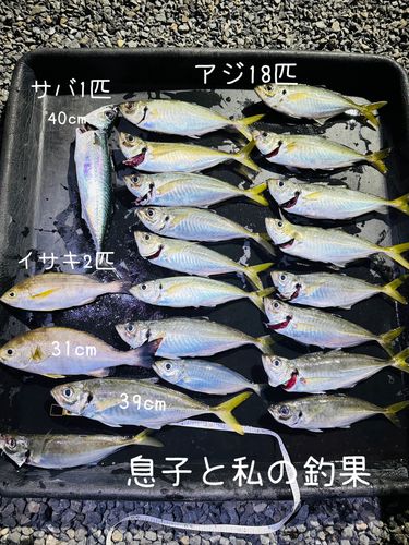 イサキの釣果
