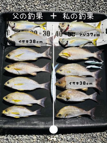 イサキの釣果